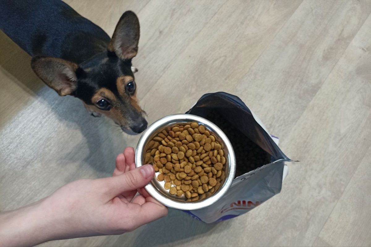 Кинолог Голубев предупредил, чем грозит неправильное хранение сухого корма